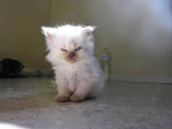 Маленький злой котенок