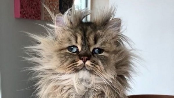Взъерошенный кот