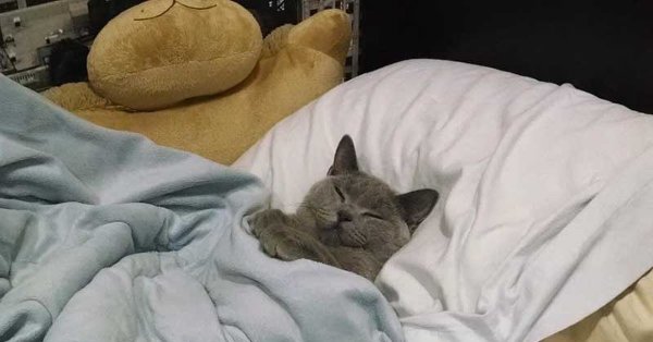 Кот ложится спать