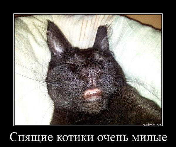 Сонный страшный кот