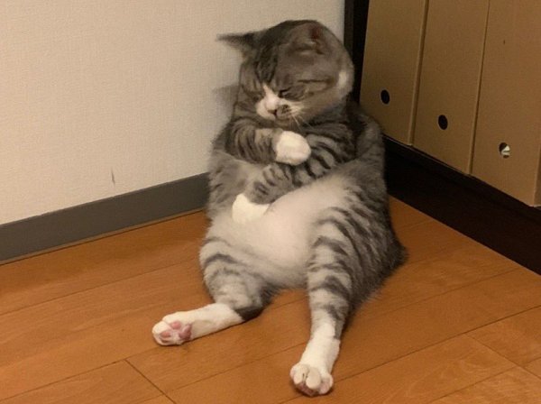 Усталый кот
