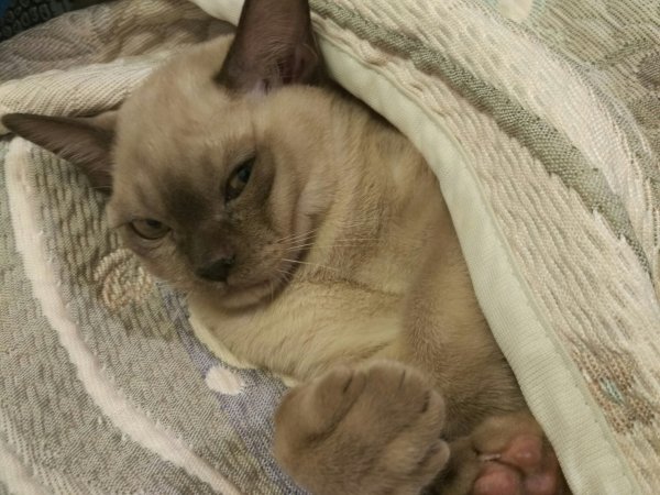 Спящий кот Мем