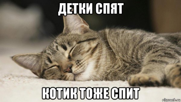 Сонный котик Мем