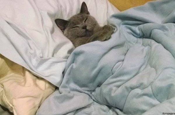 Спящий кот в кроватке