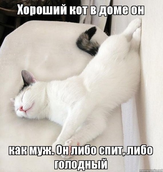 Кот спит Мем
