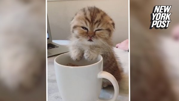 Сонный кот с кофе