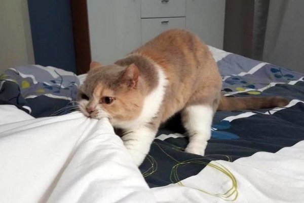 Кот тащит одеяло