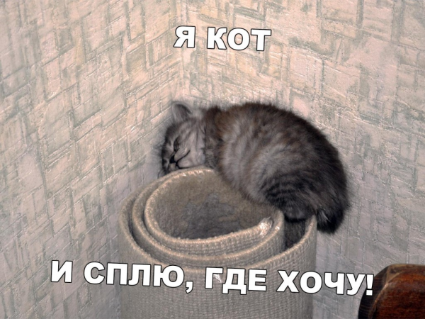 Кот спит юмор