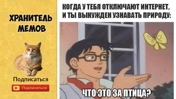 Что это за птица Мем