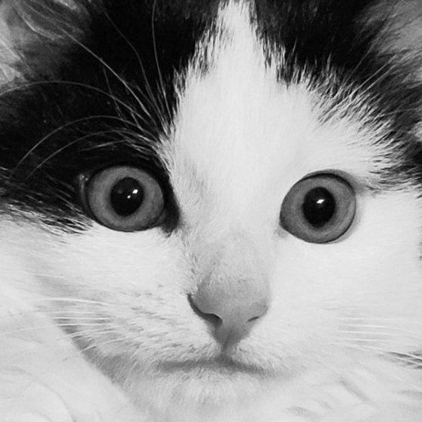 Мемы про черно белого кота (50 фото)