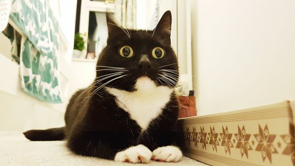 Удивленный белый кот