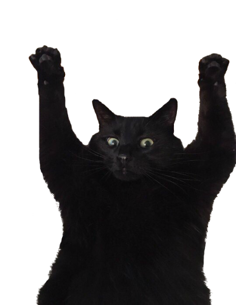 Смешной кот без фона