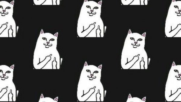 Мемы коты на черном фоне