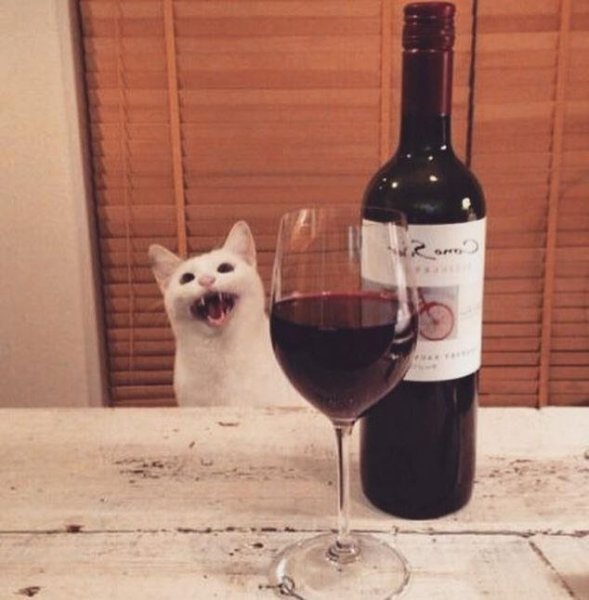 Мемы про кота с вином (47 фото)