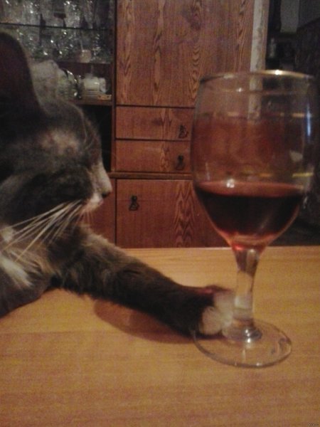 Котик с вином
