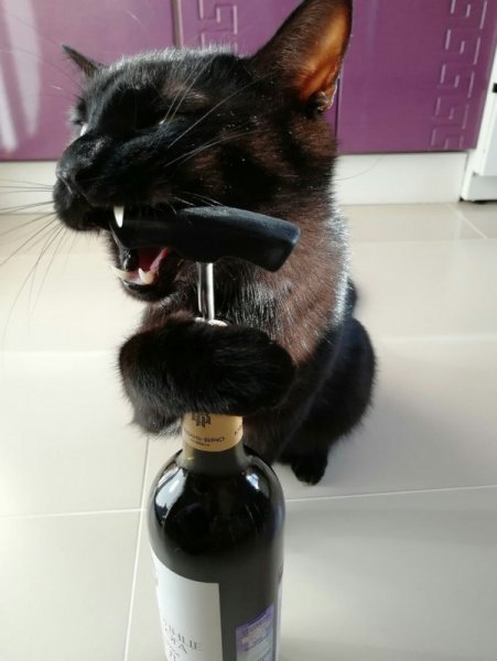 Вино для кошек