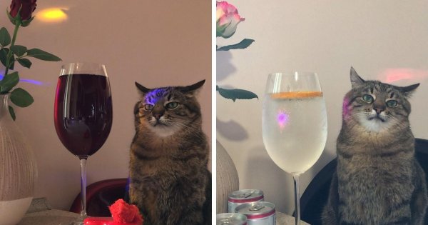 Кот Степан с бокалом
