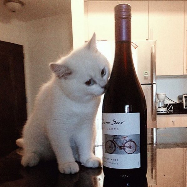 Котенок с вином