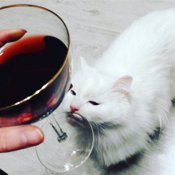 Кот с бокалом