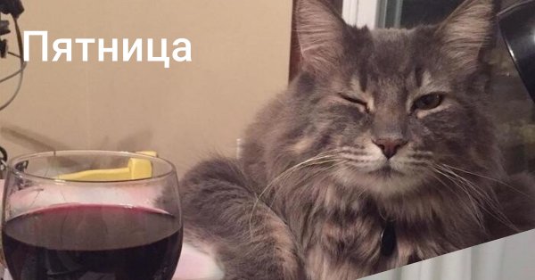 Грустный кот с вином