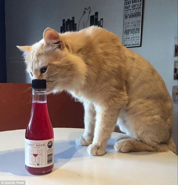 Вино для котиков