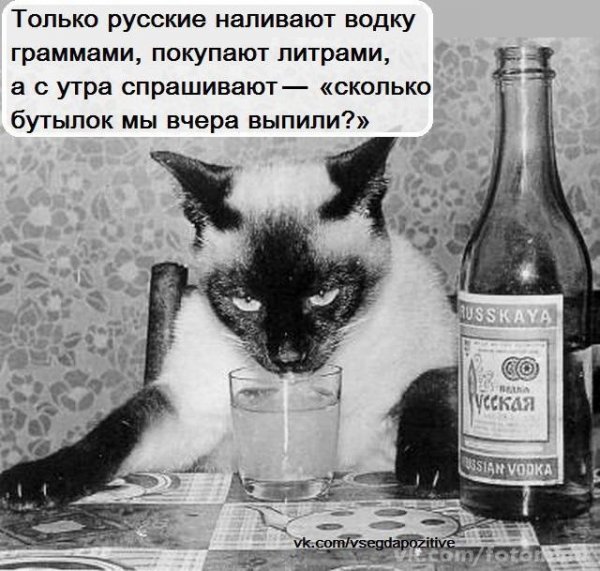 Кот с бутылкой