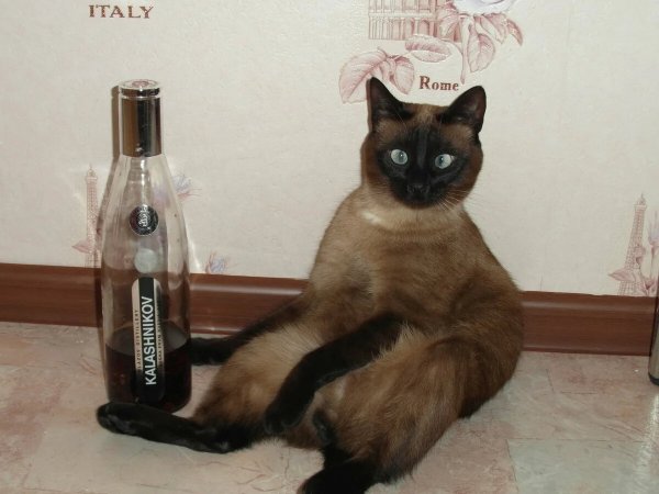 Кот бухает
