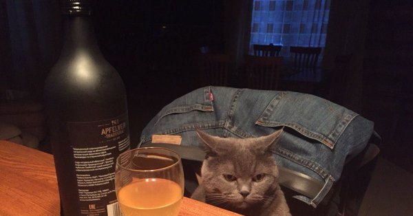 Кот с виски