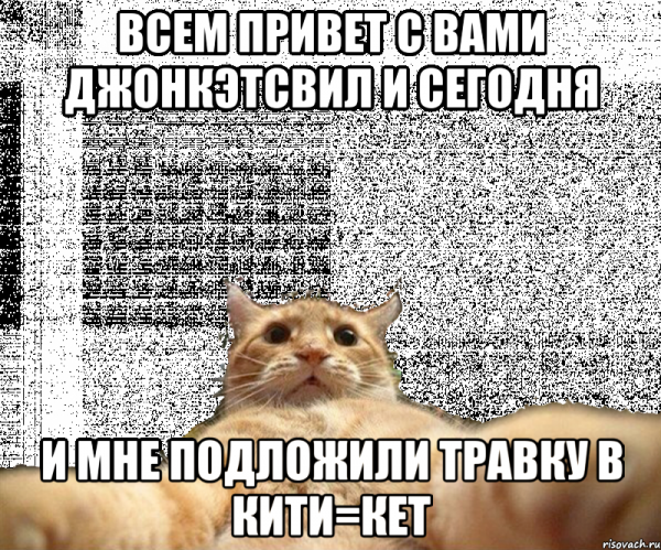 Мемы с котиками