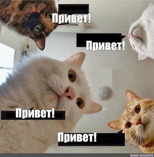 Мем здрасте коты