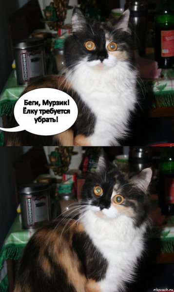 Эй? Котик