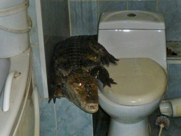 Животные на унитазе