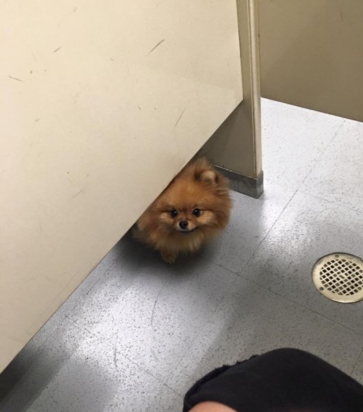Среш Мем кот