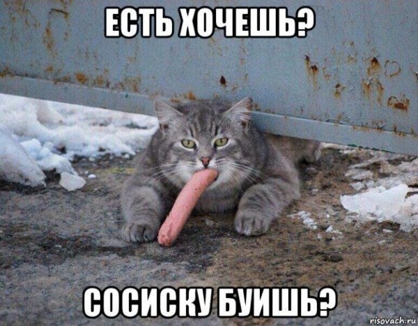Мем с котом жрать хочу