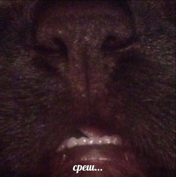 Среш Мем кот оригинал