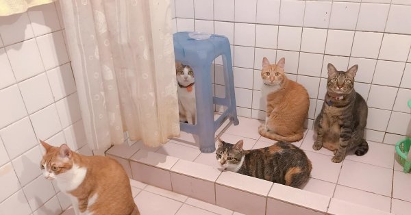 Много котов в ванне