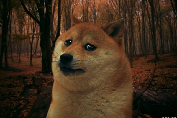 Мемы про сессию