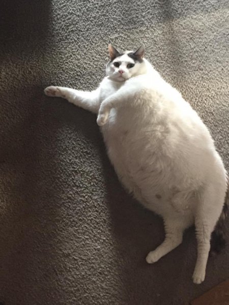 Мемы про жирного кота (50 фото)