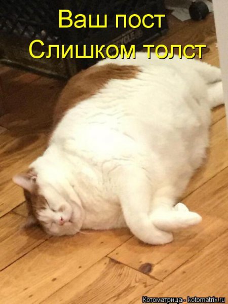 Кот объелся