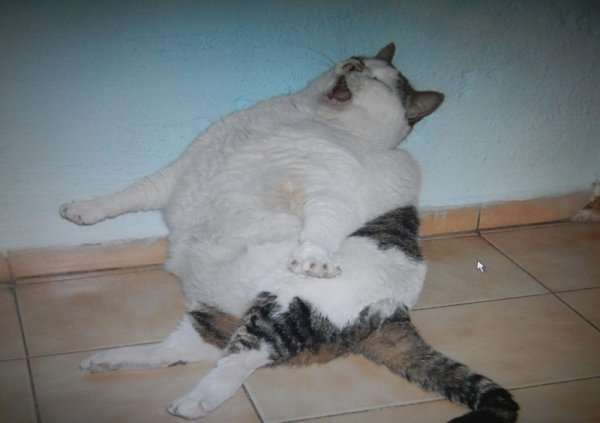 Очень жирные коты