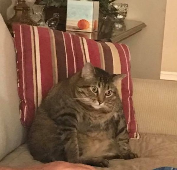 Грустный жирный кот