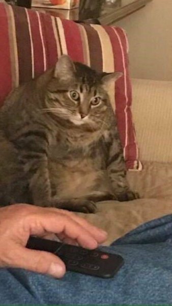 Жирные коты мемы