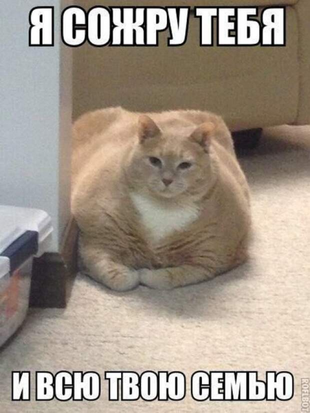 Мем с толстым котом