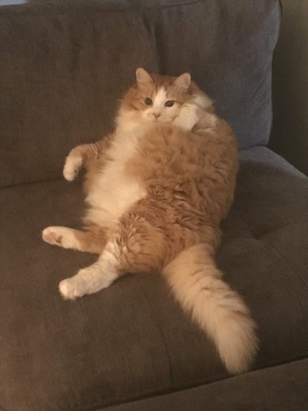 Толстые коты лежат