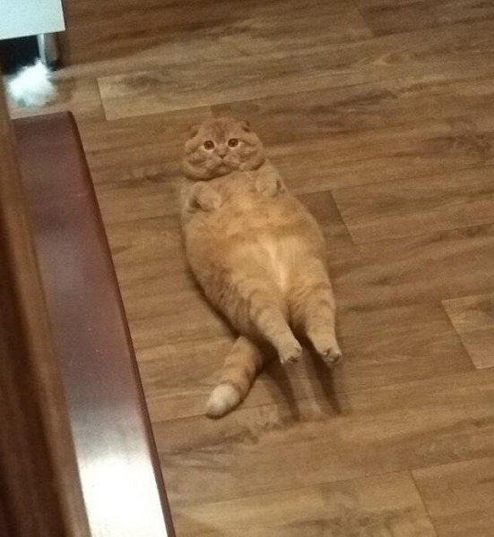 Кот качает пресс