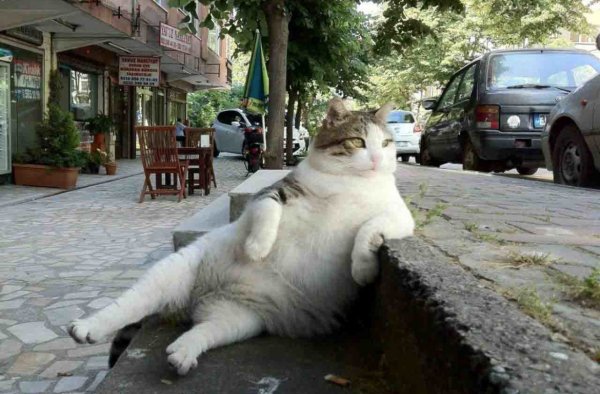 Томбили кот Турция