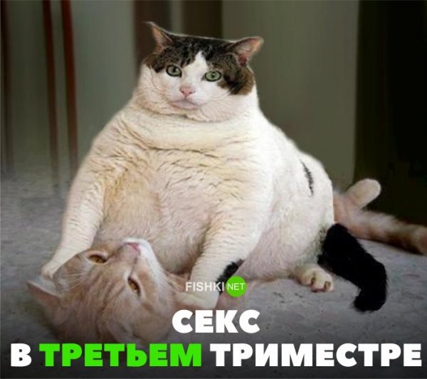 Толстый кот Мем