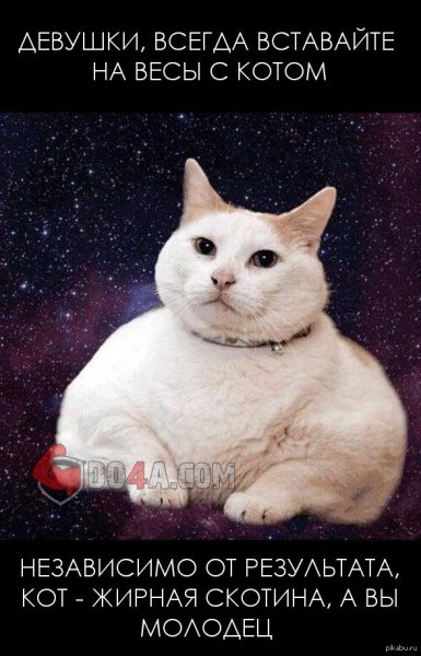 Толстый кот Мем