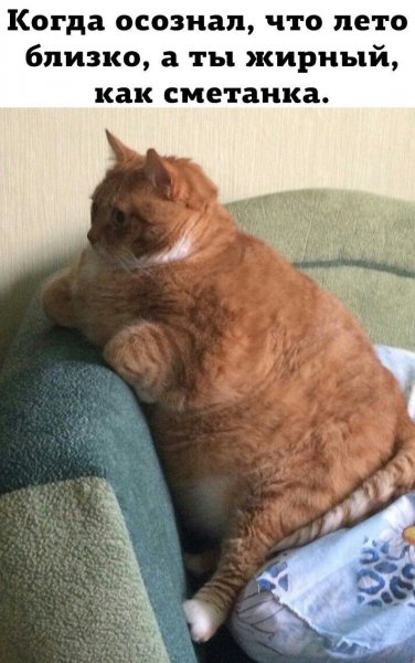 Прикольные толстые коты