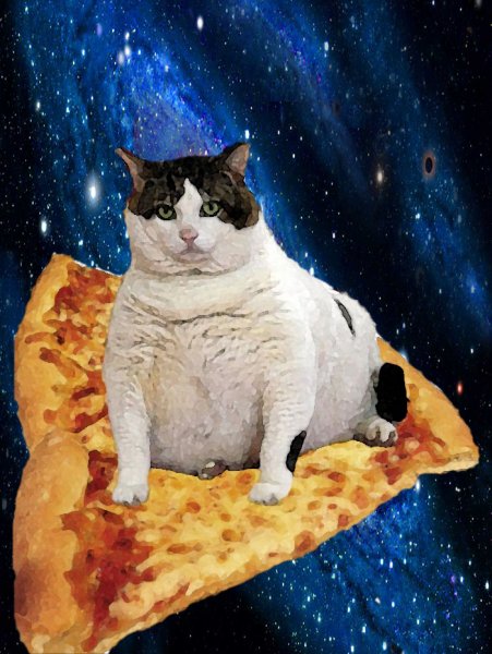 Кот с пиццей